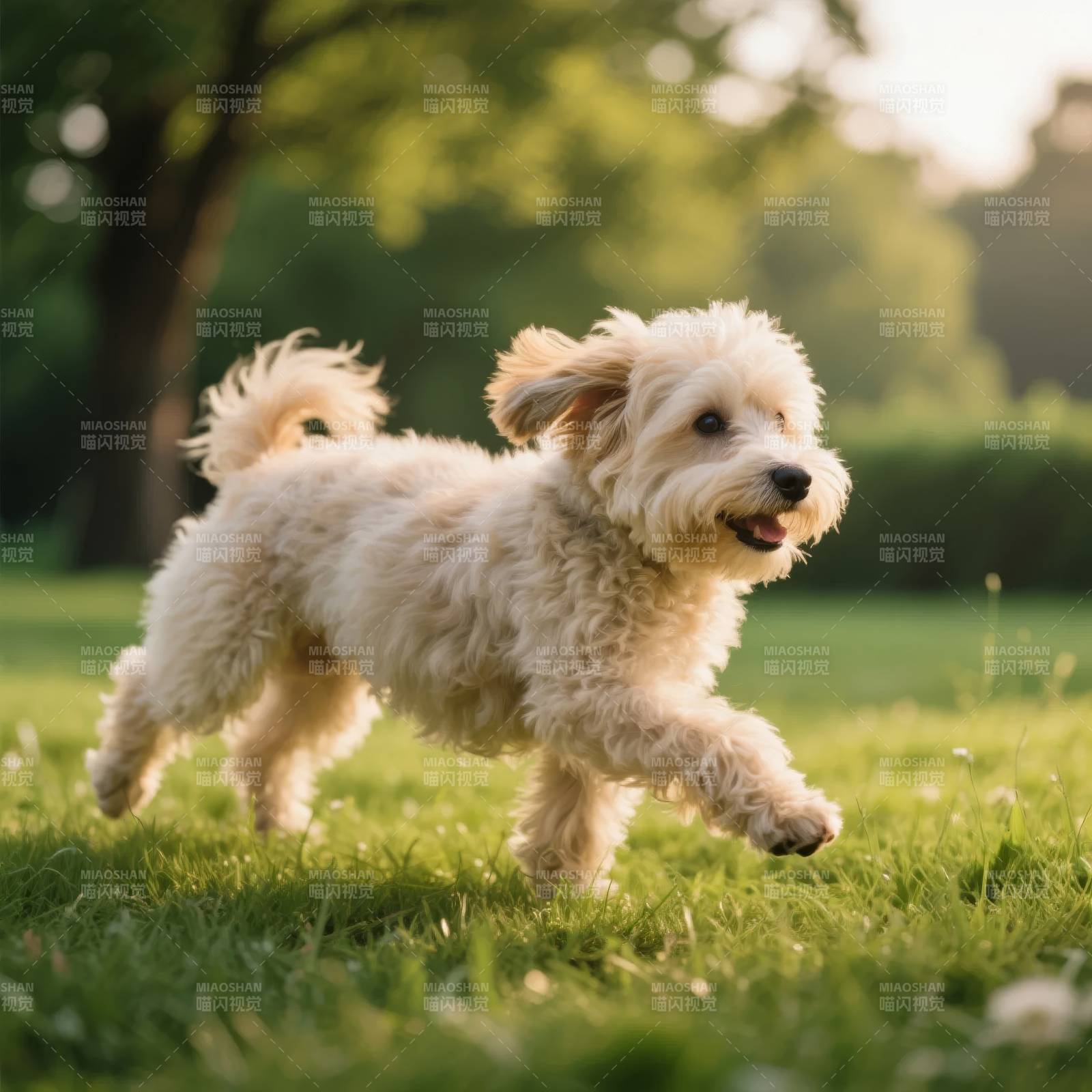 萌犬奔跑草地图片