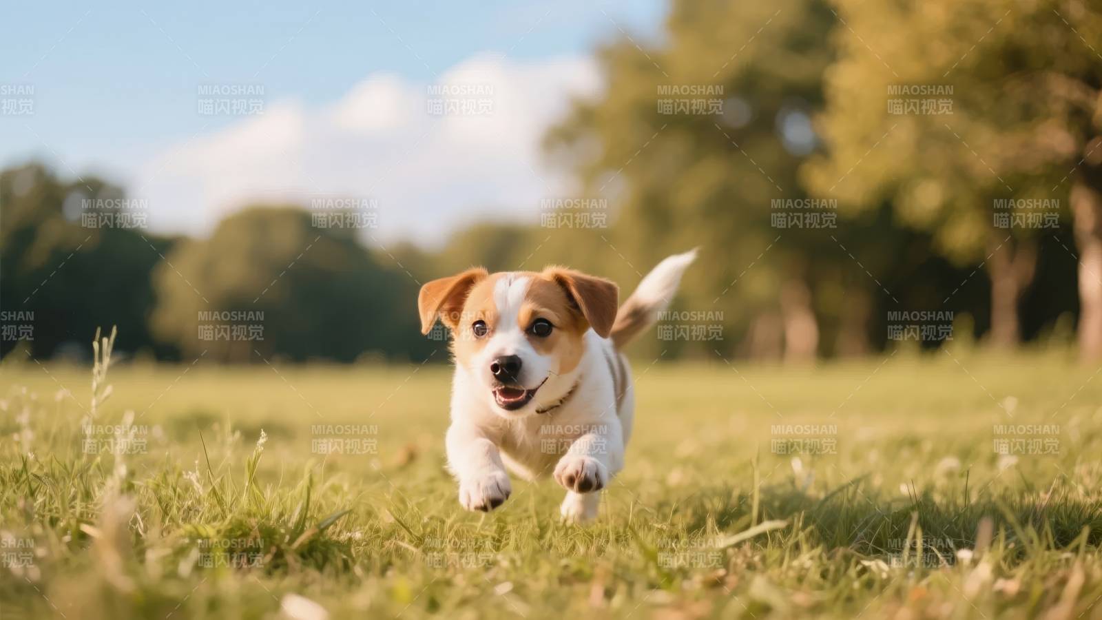 小狗奔跑在草地上图片