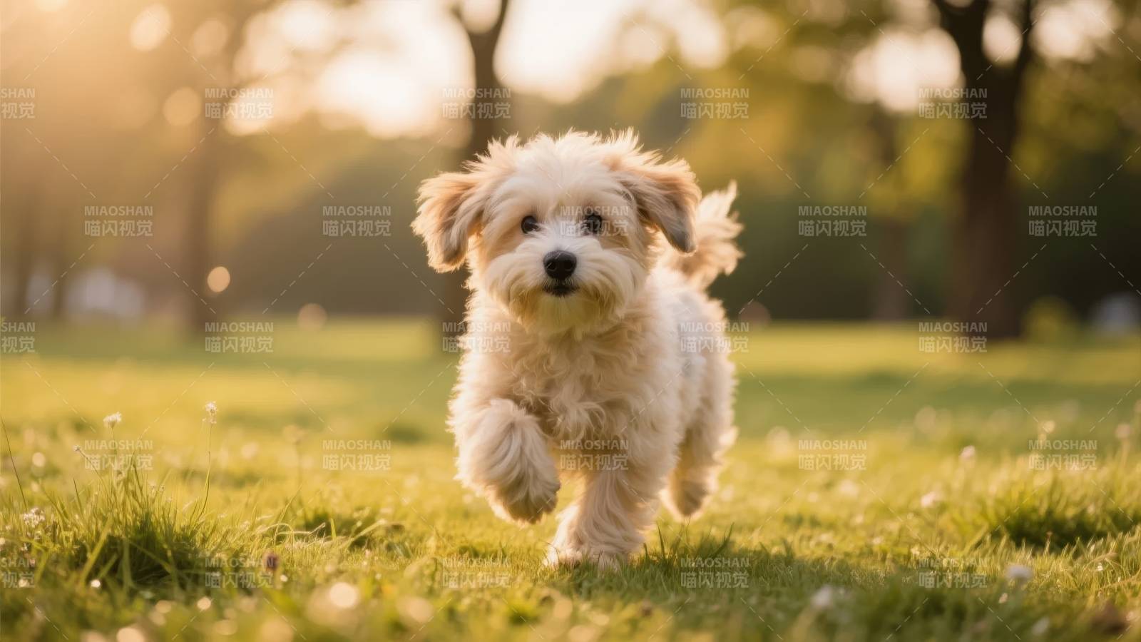 萌犬奔跑草地图片