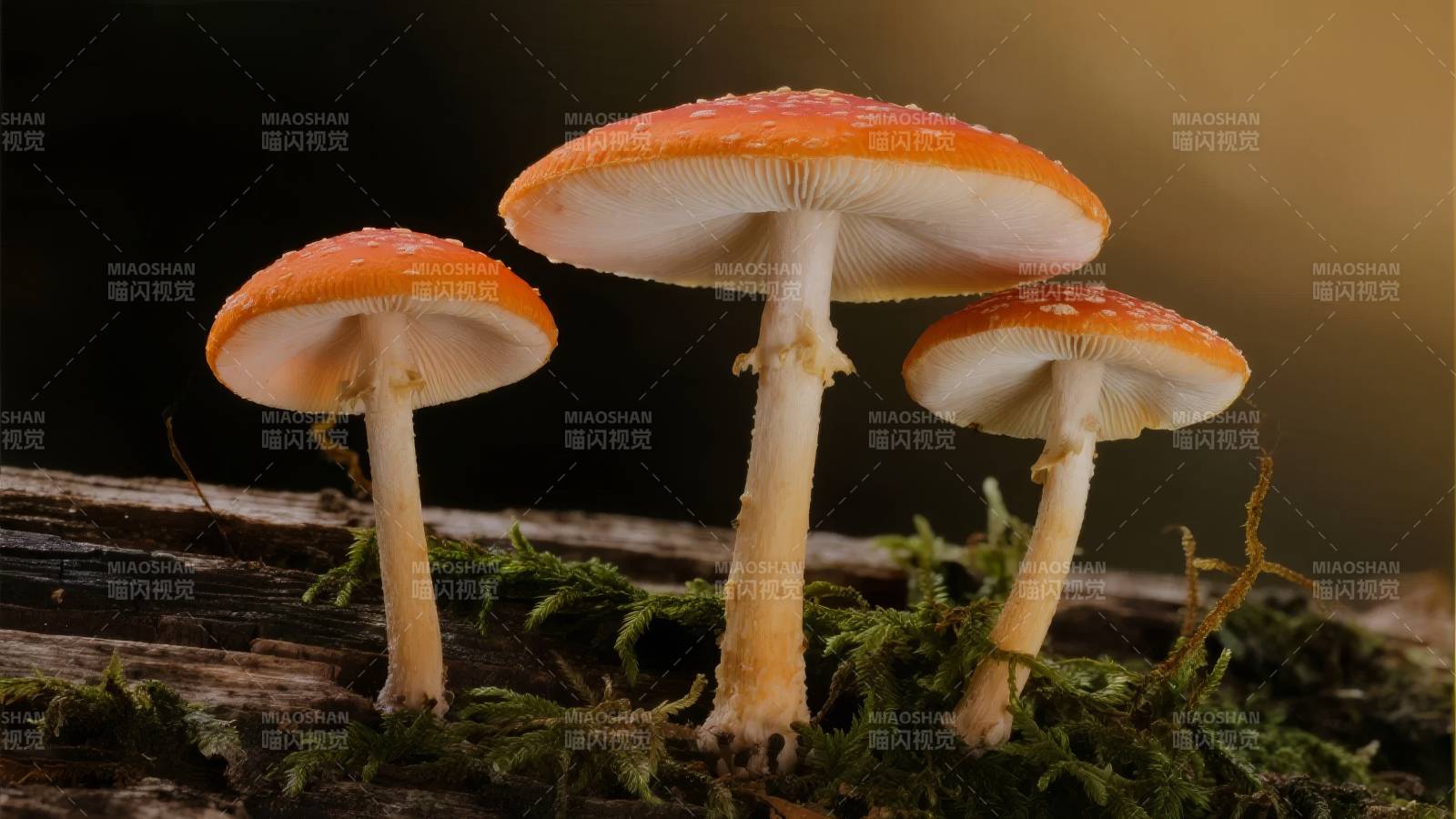 橙盖小菇林间生图片