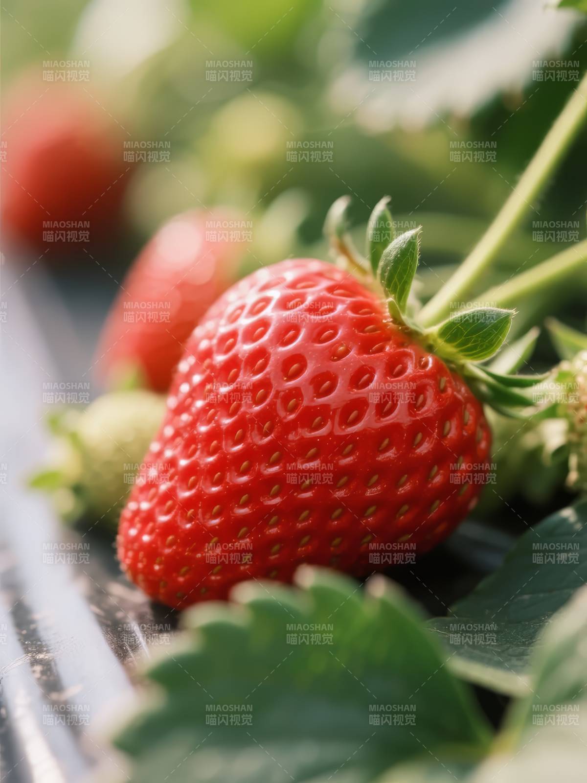 鲜红草莓特写图片