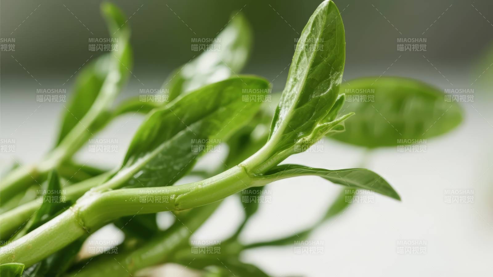 新鲜绿叶蔬菜特写图片