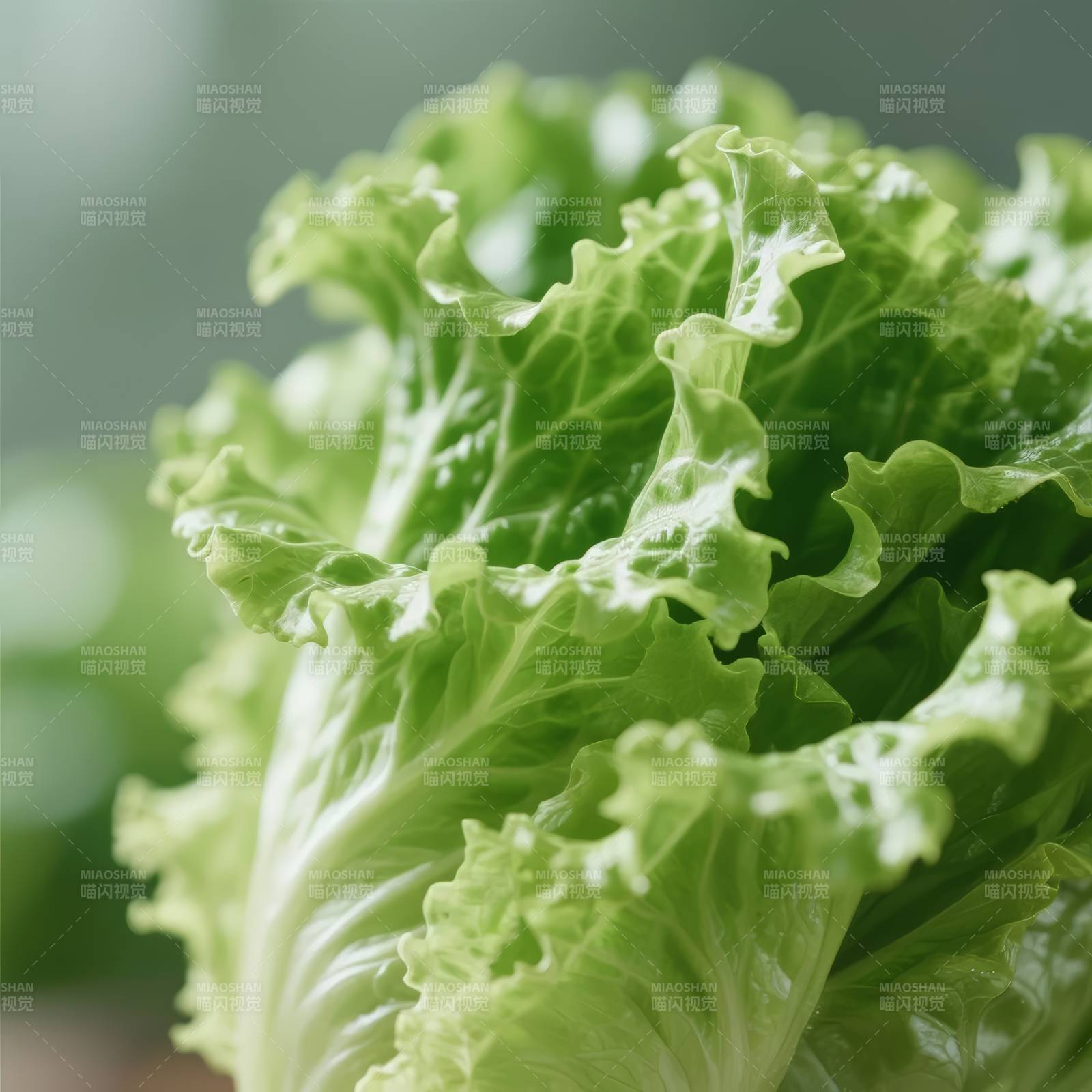 新鲜生菜特写图片