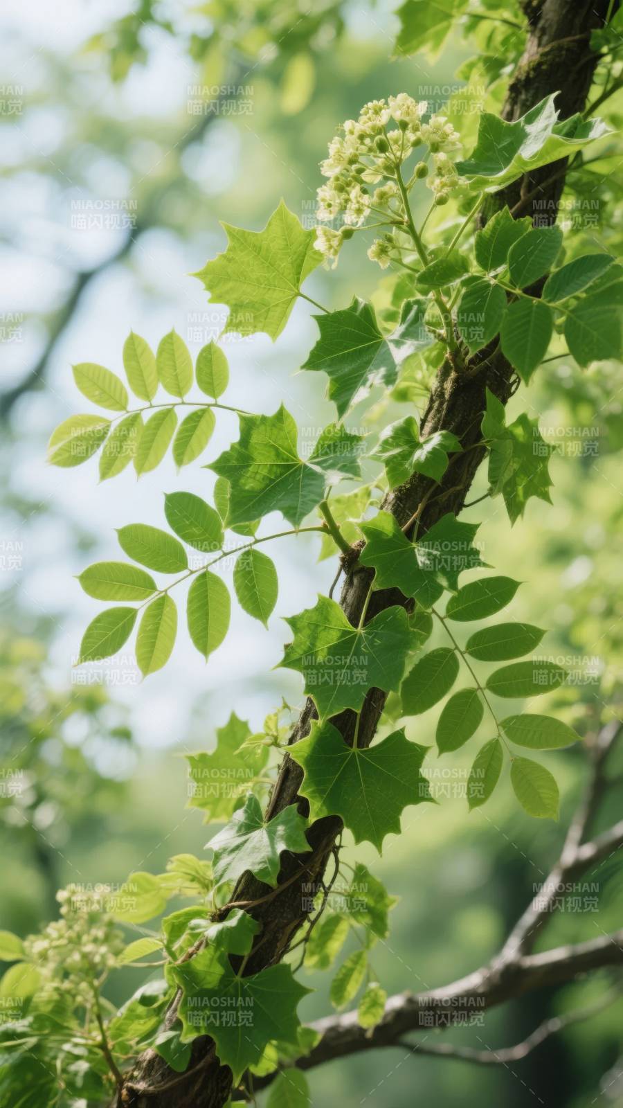 绿叶缠枝 生机盎然图片