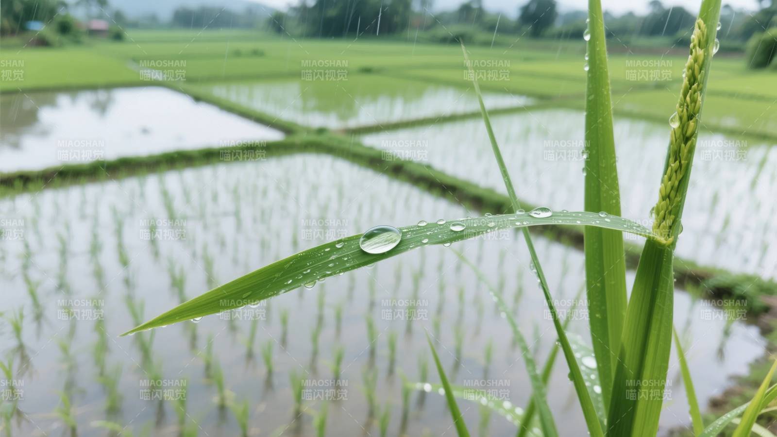 雨润稻田绿意浓图片