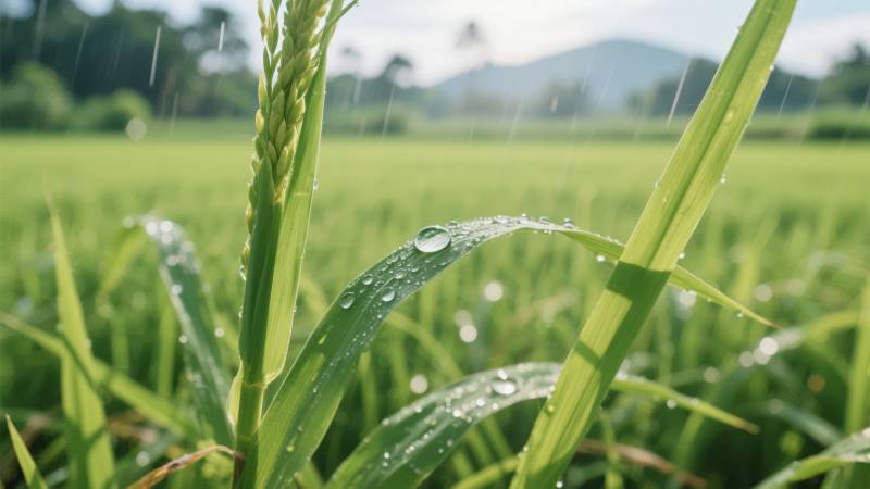雨润稻田绿意浓图片