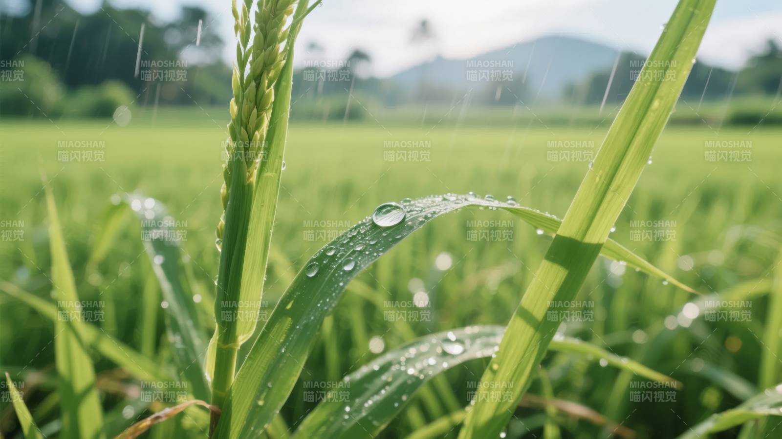 雨润稻田绿意浓图片