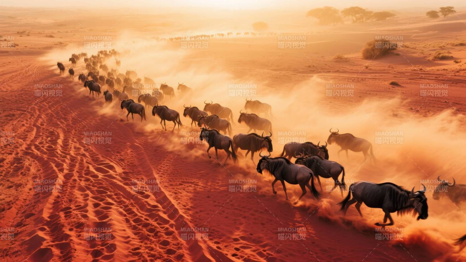 尘沙中的迁徙图片