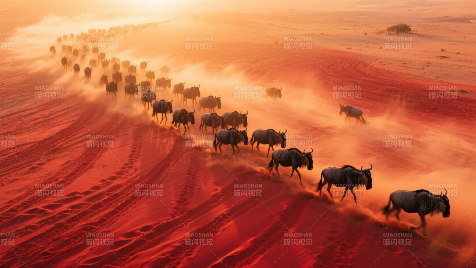 沙漠迁徙壮观景象图片