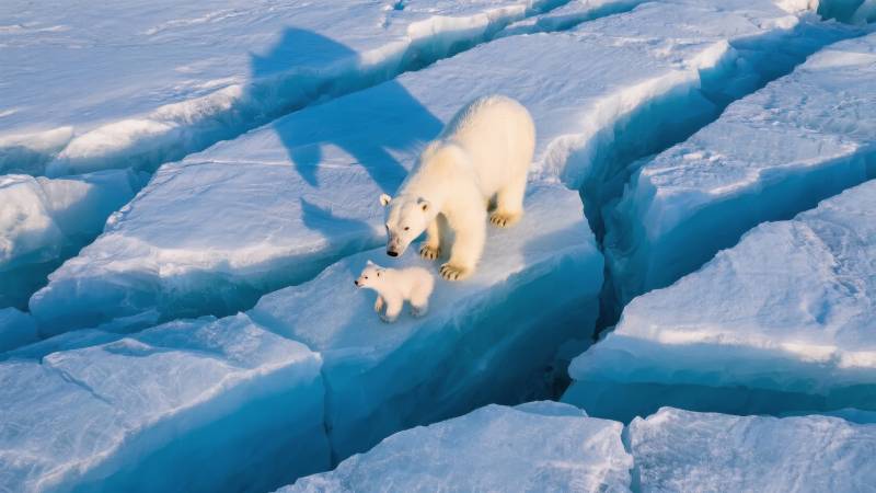 北极熊母子冰上行图片