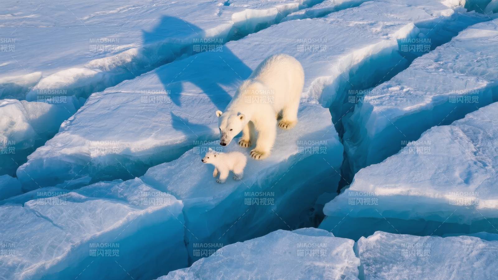 北极熊母子冰上行图片