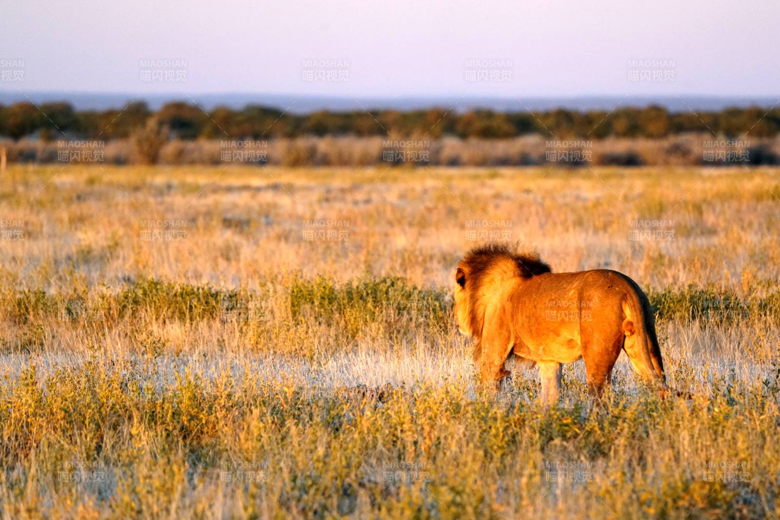 草原雄狮远眺图片