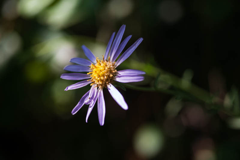 紫菀花绽放图片