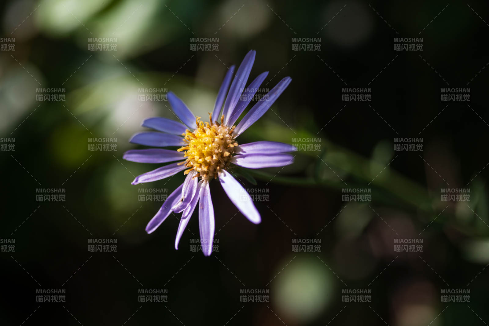 紫菀花绽放图片