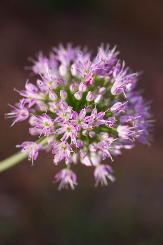 紫花葱花绽放图片