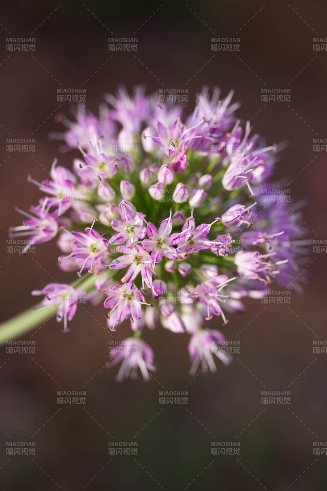 紫花葱花绽放图片