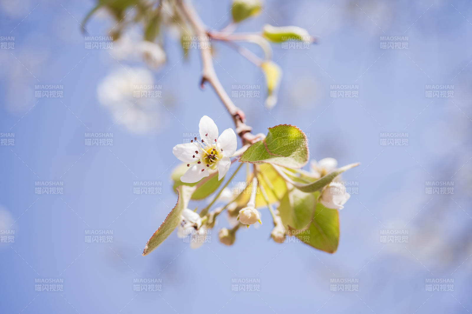 春日梨花绽放图片