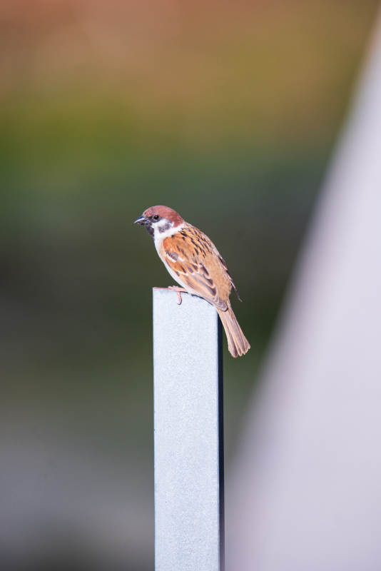 麻雀栖息栏杆上图片