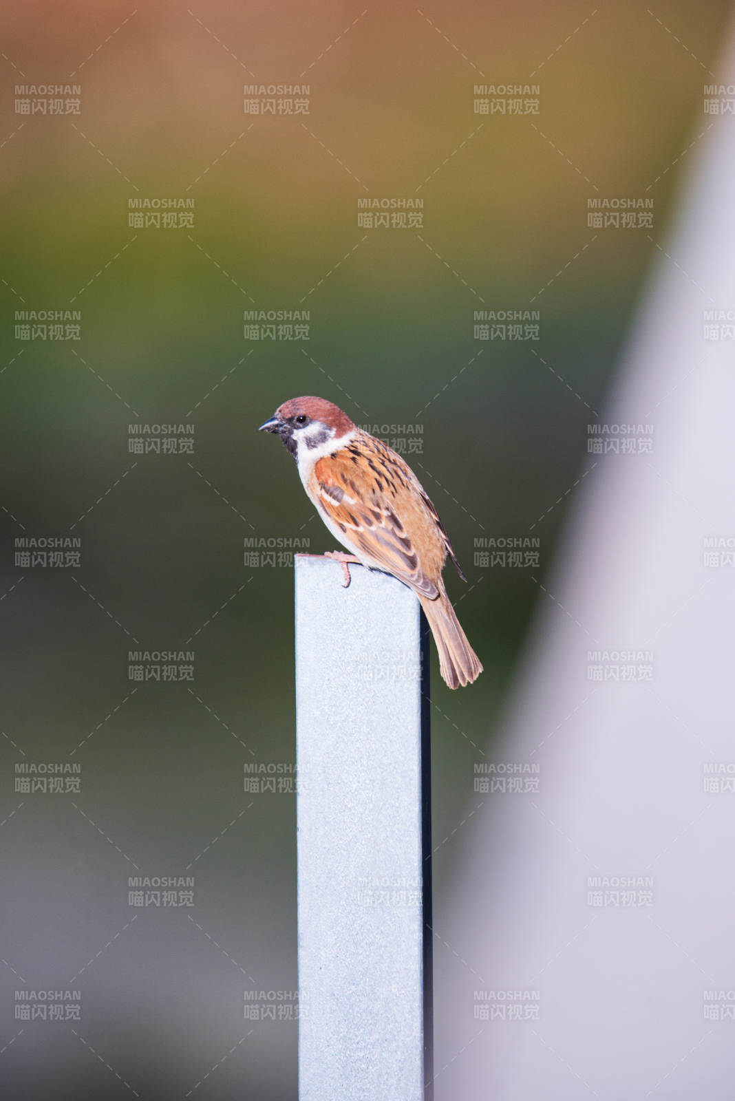 麻雀栖息栏杆上图片