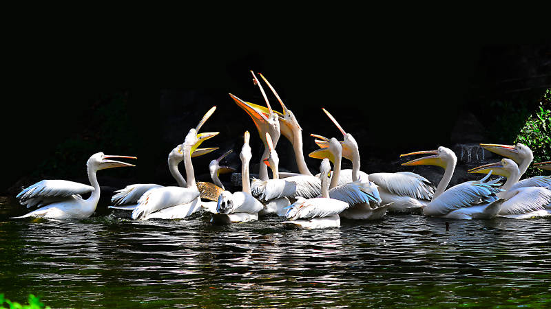 白鹭群聚水面图片