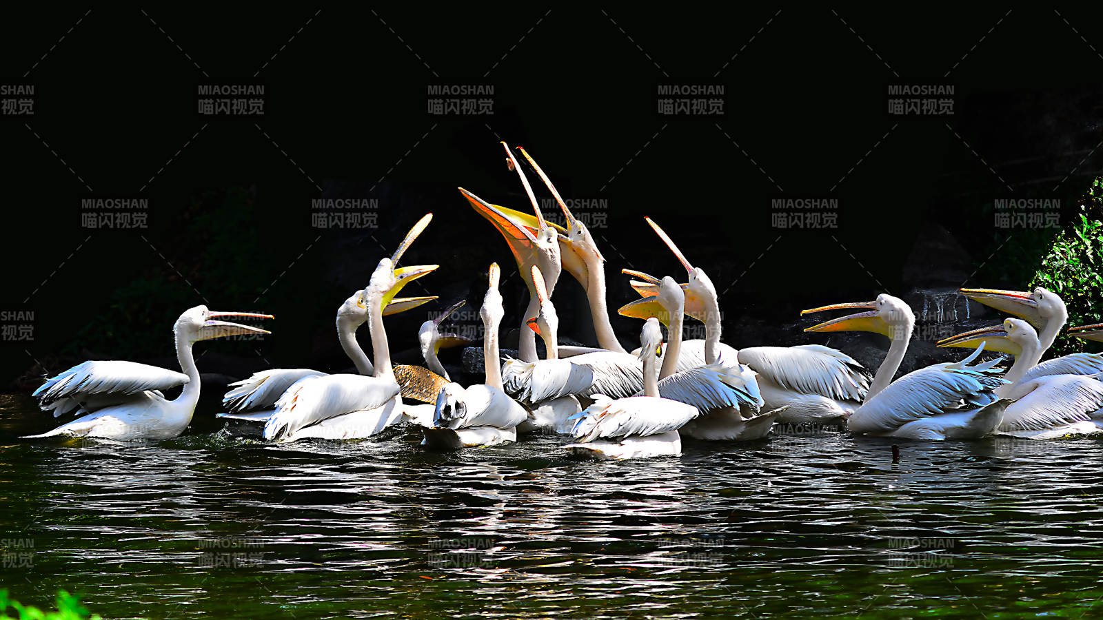 白鹭群聚水面图片