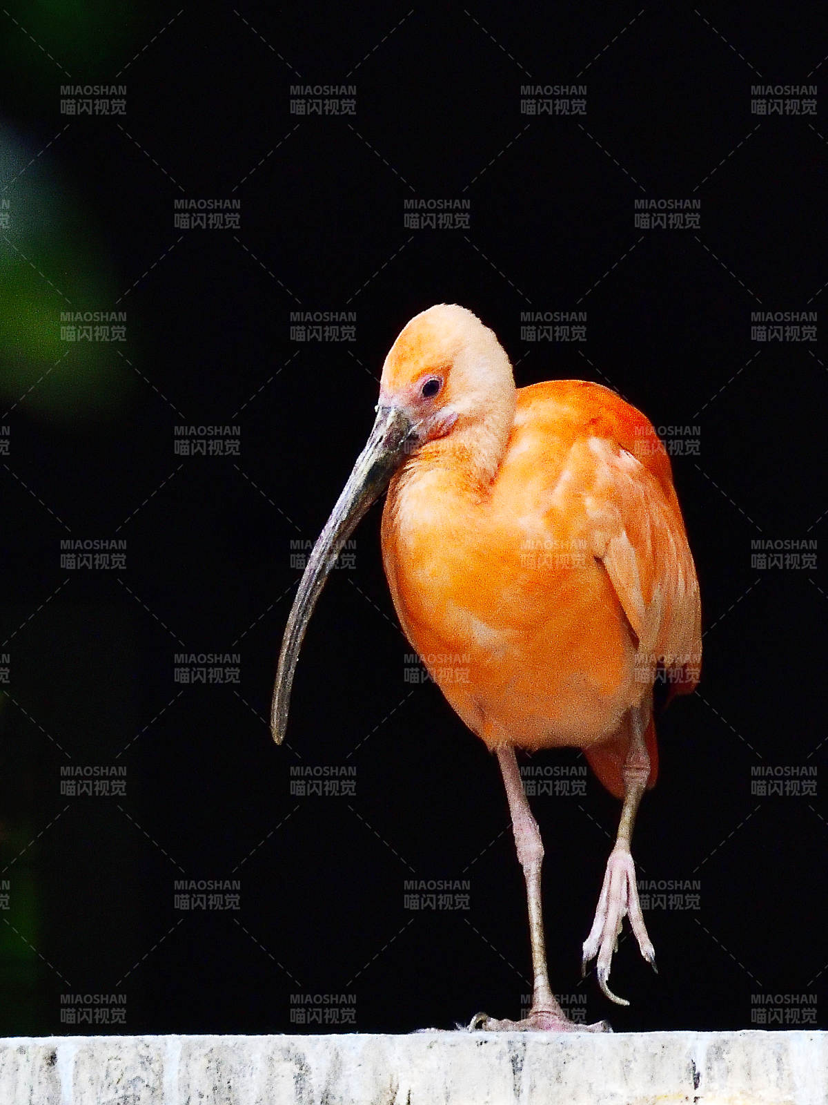 橙色鹮鸟静立图片