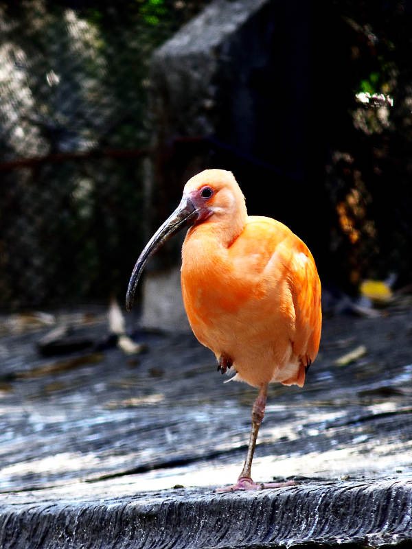 橙色鹮鸟静立水边图片
