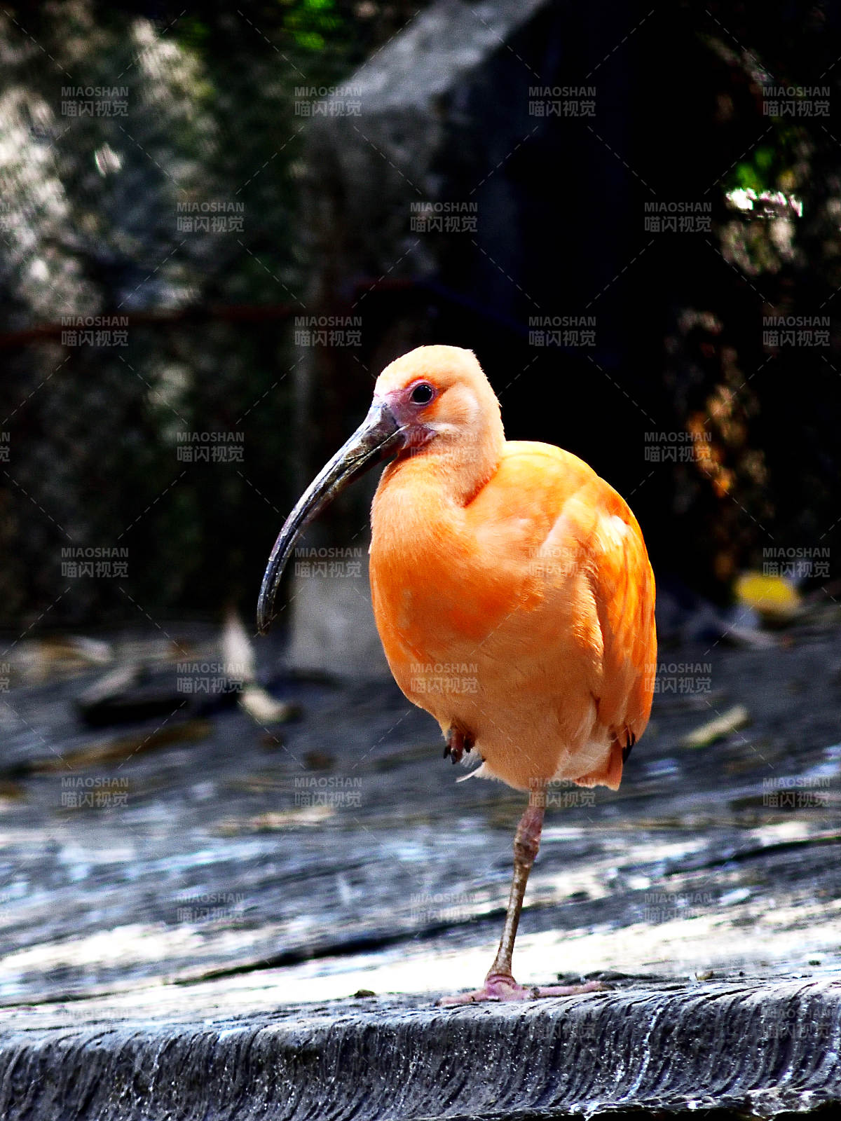 橙色鹮鸟静立水边图片