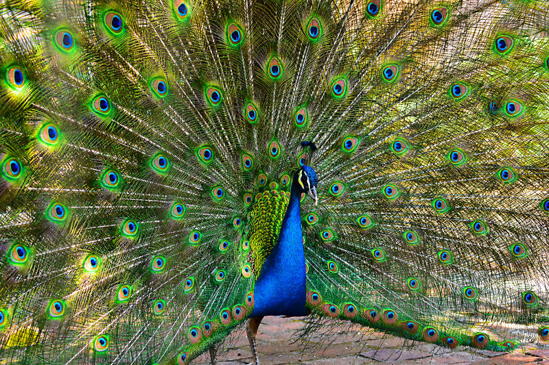 孔雀开屏展艳姿图片