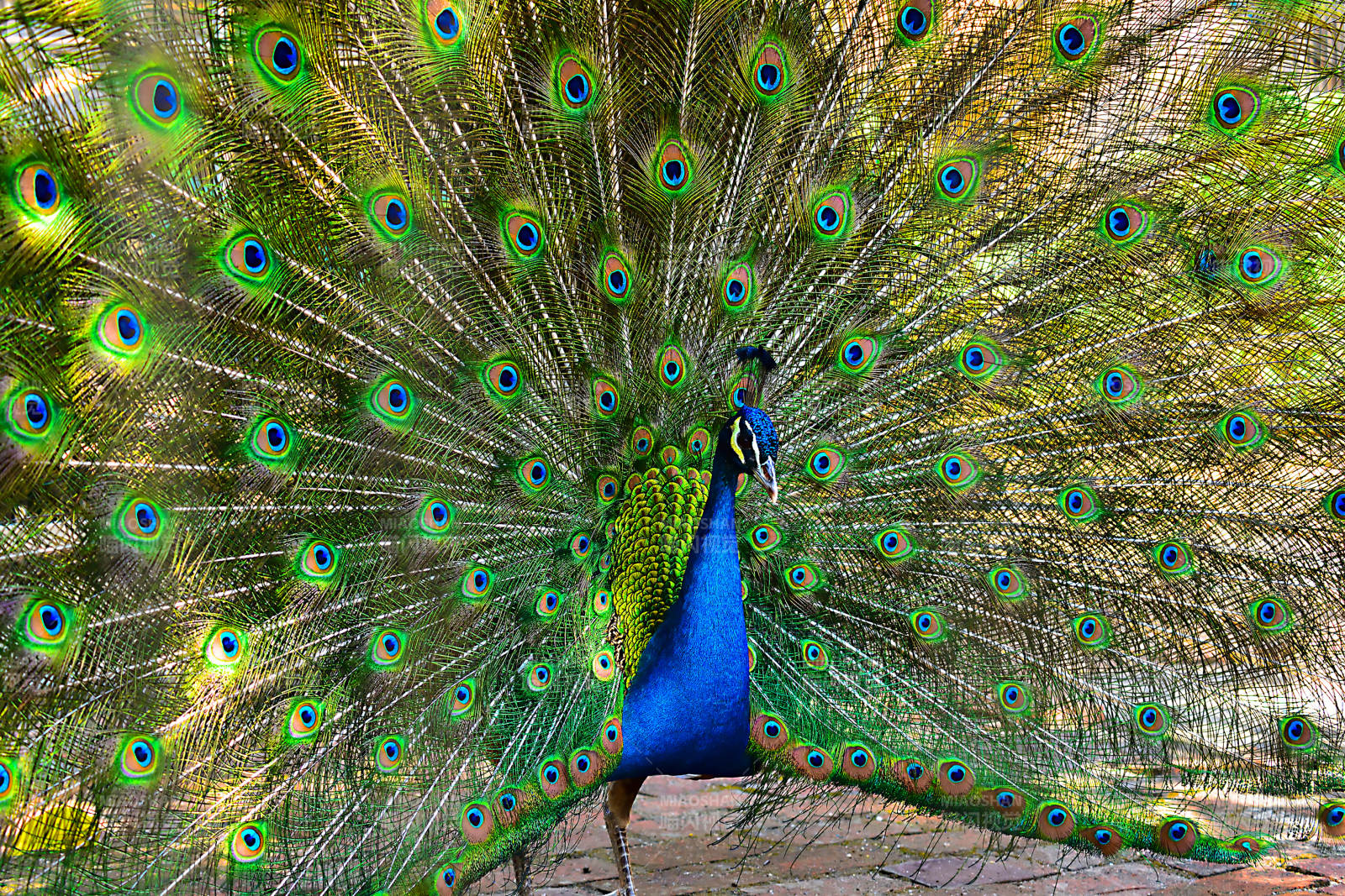 孔雀开屏展艳姿图片