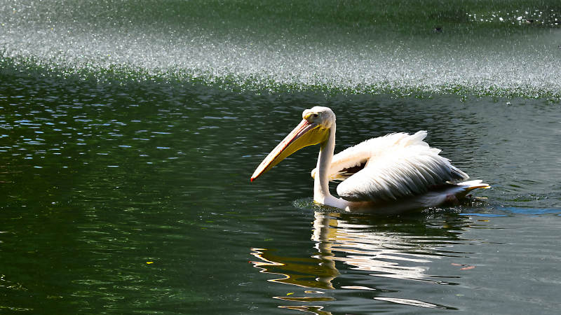 白鹈鹕静游湖面图片