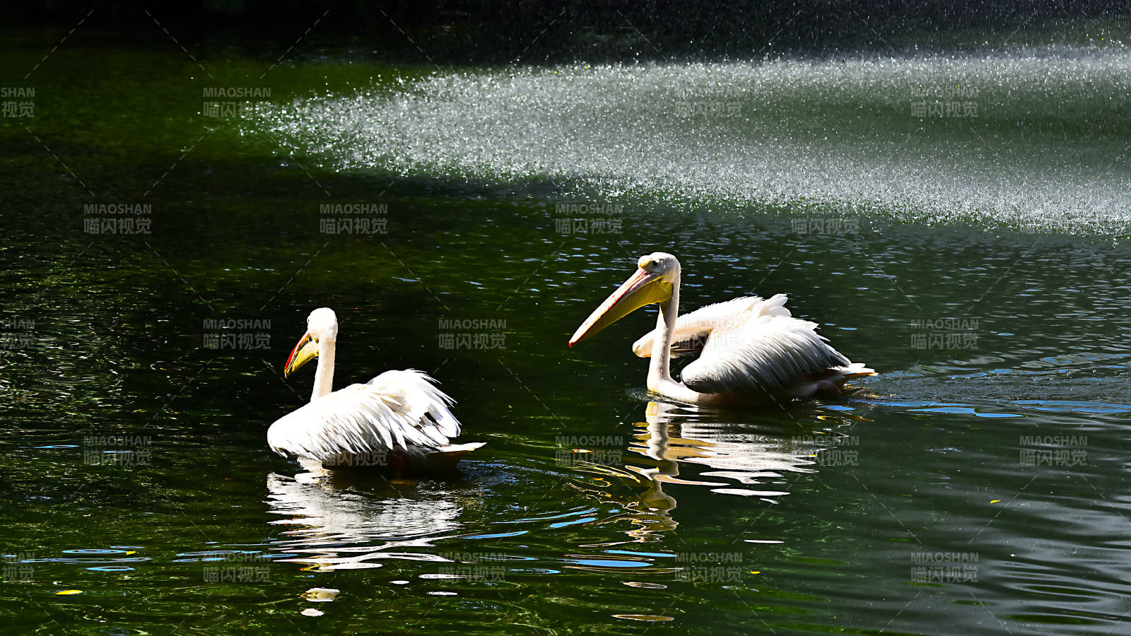 湖中双鹭静游图片