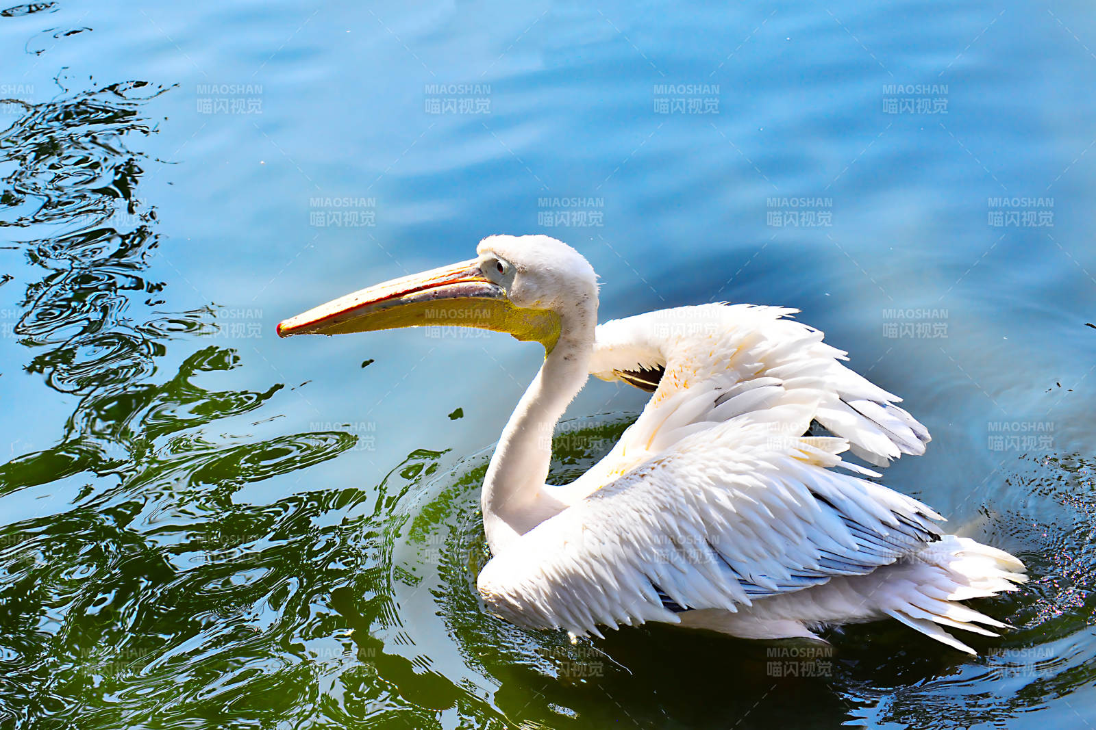 白鹈鹕水中游图片