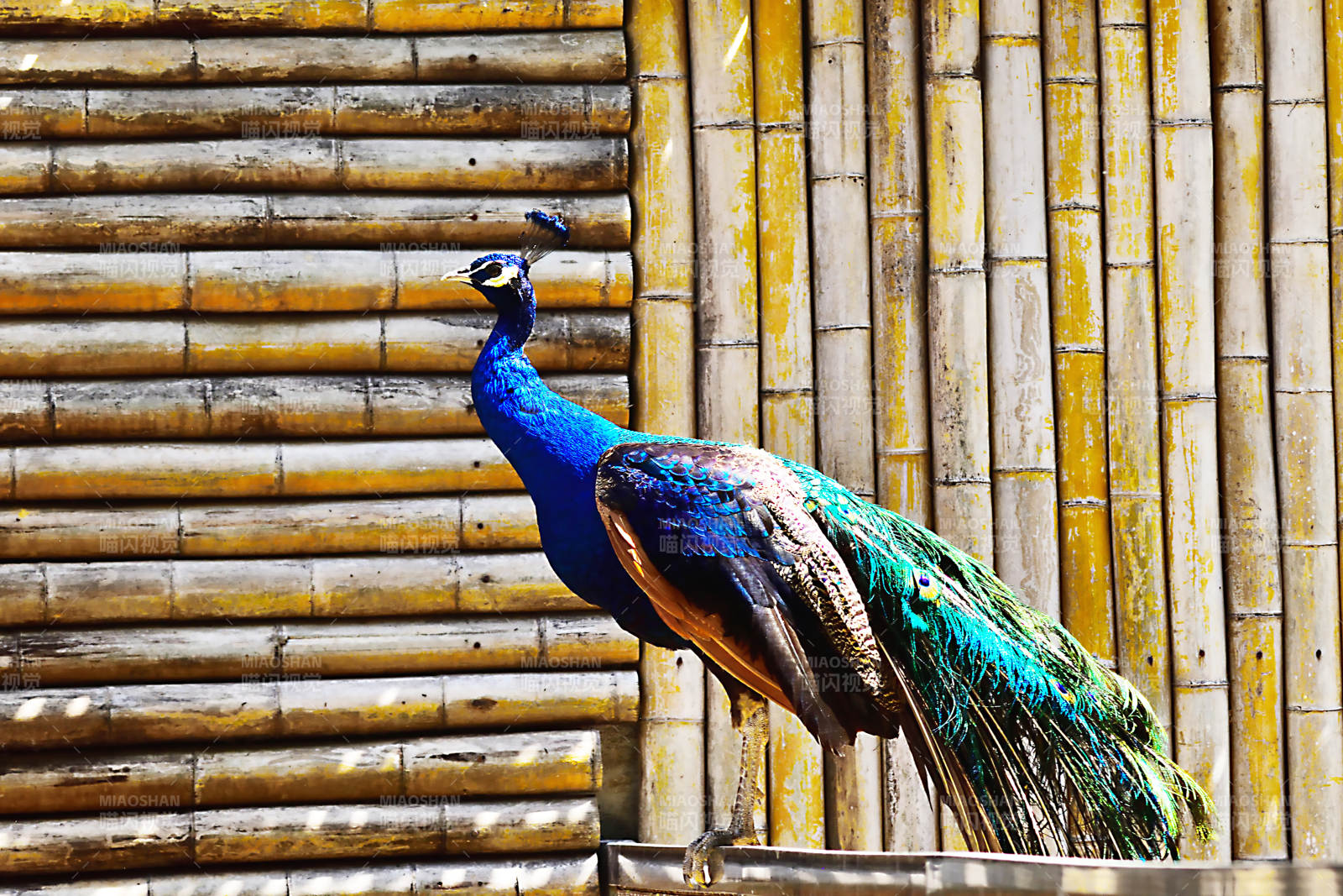 孔雀栖竹墙图片