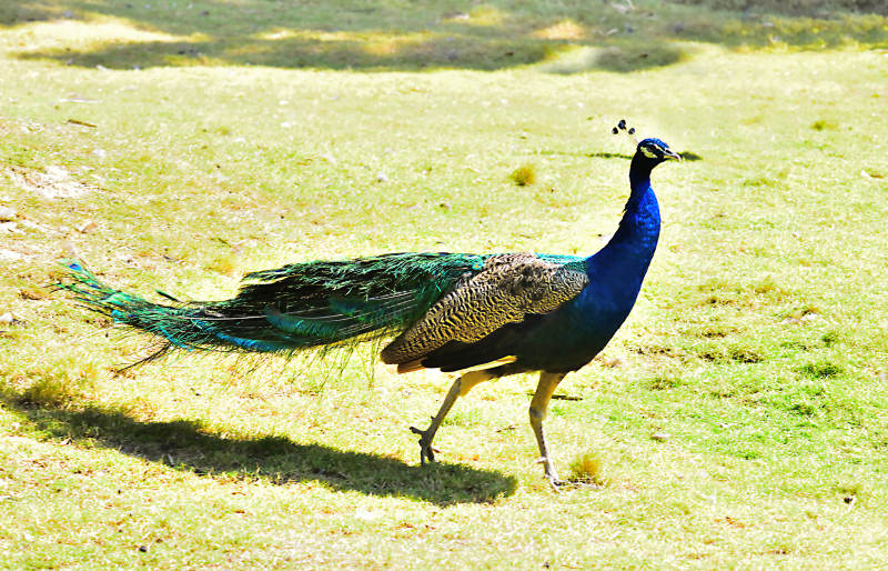 孔雀在草地上行走图片