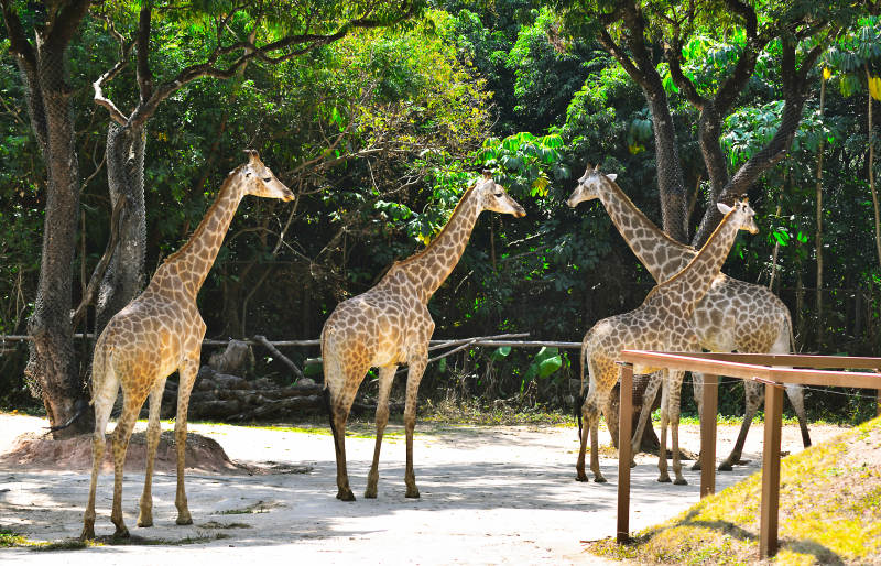 四只长颈鹿在林间图片