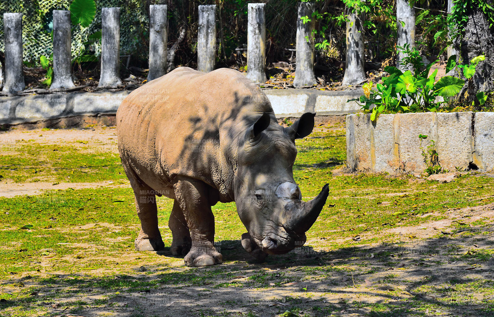 犀牛在草地上觅食图片