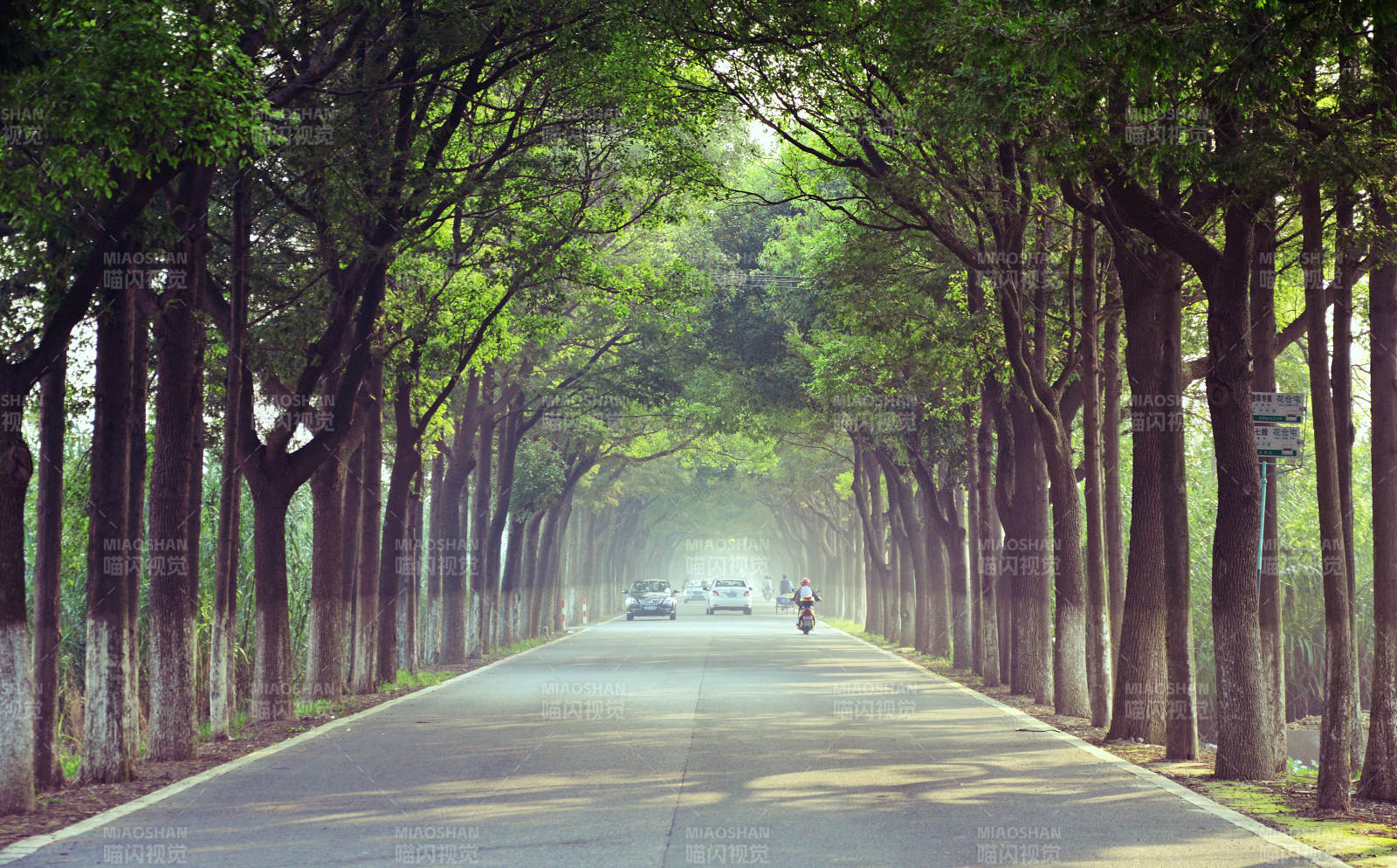林荫大道晨景图片