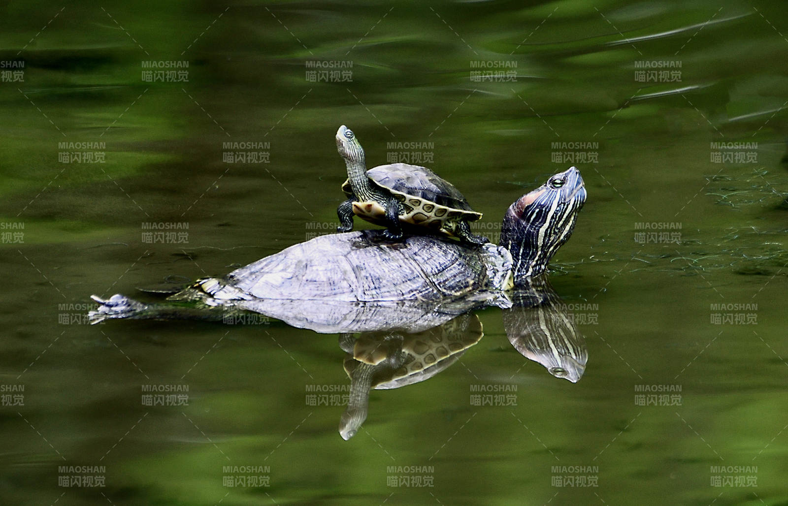 龟背上的小龟图片