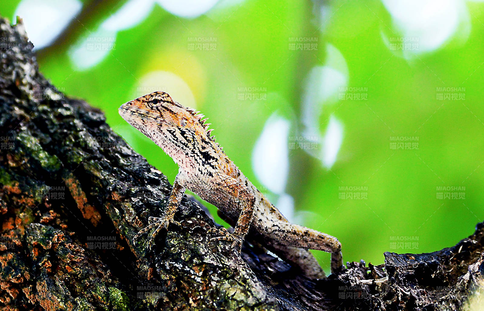 树蜥栖息枝头图片