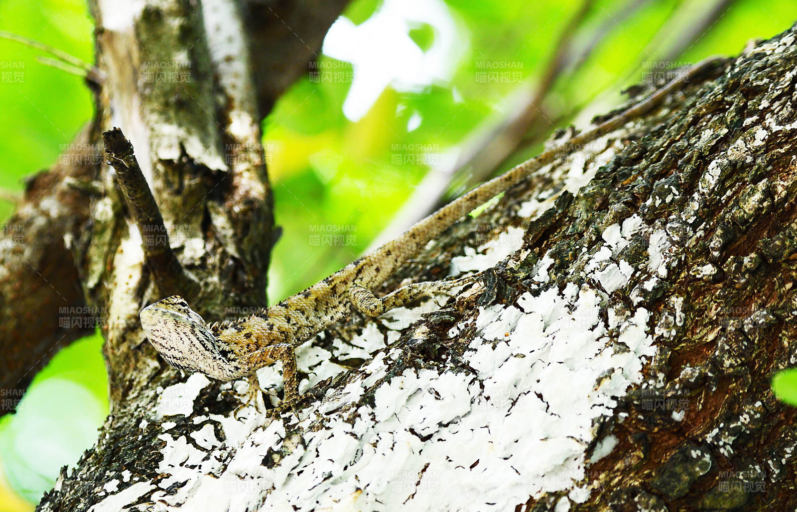 树干上的蜥蜴图片