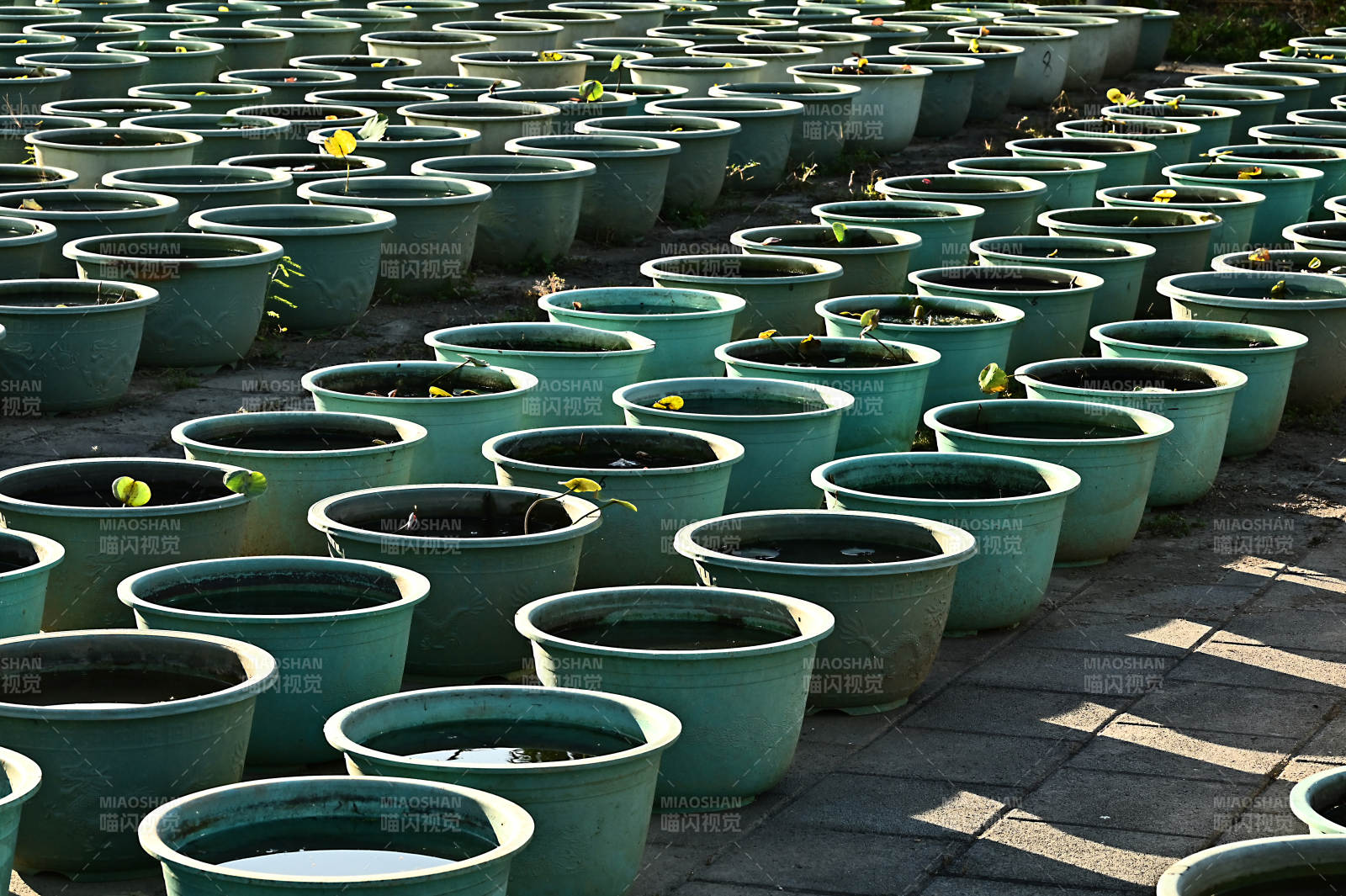 整齐排列的花盆图片