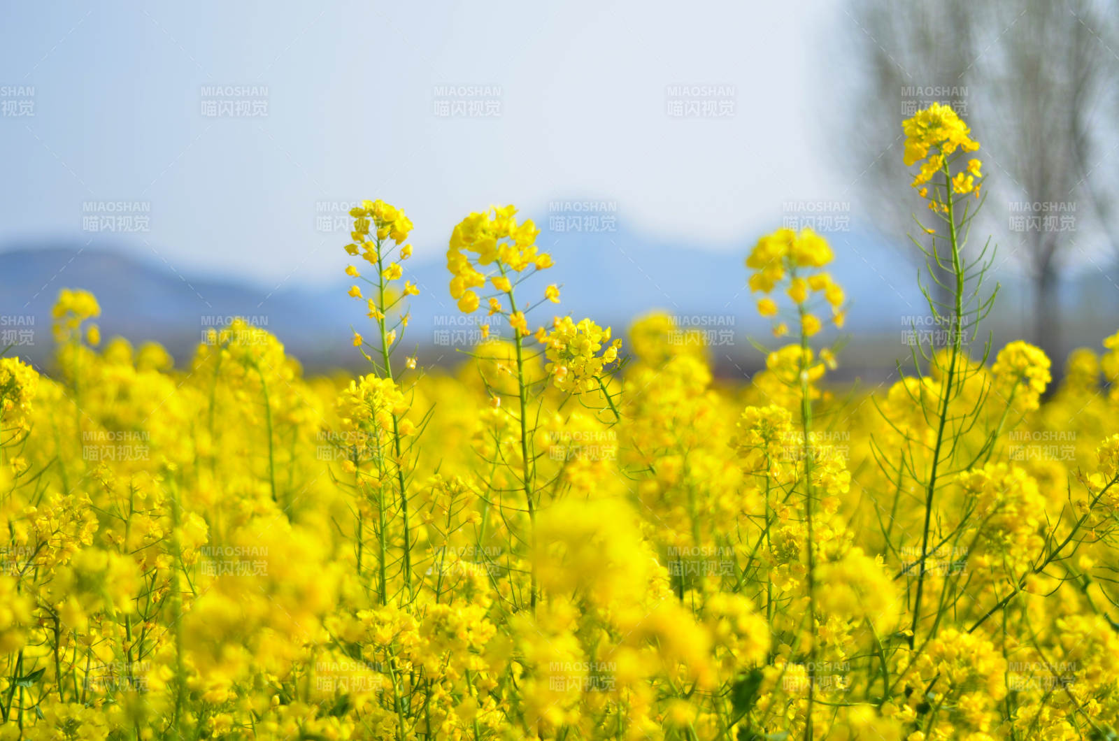 油菜花海绽放图片