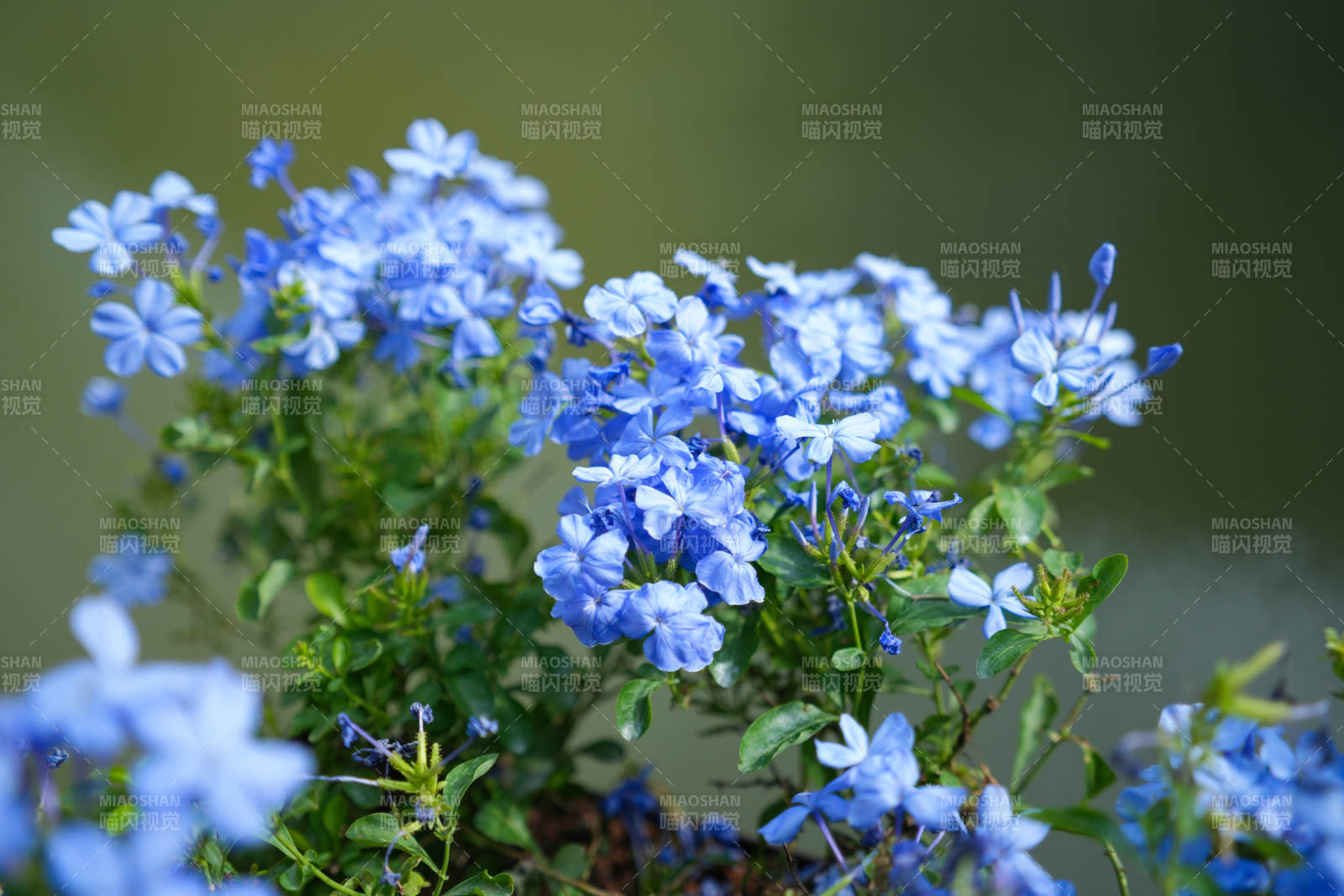 蓝花绽放 清新自然图片