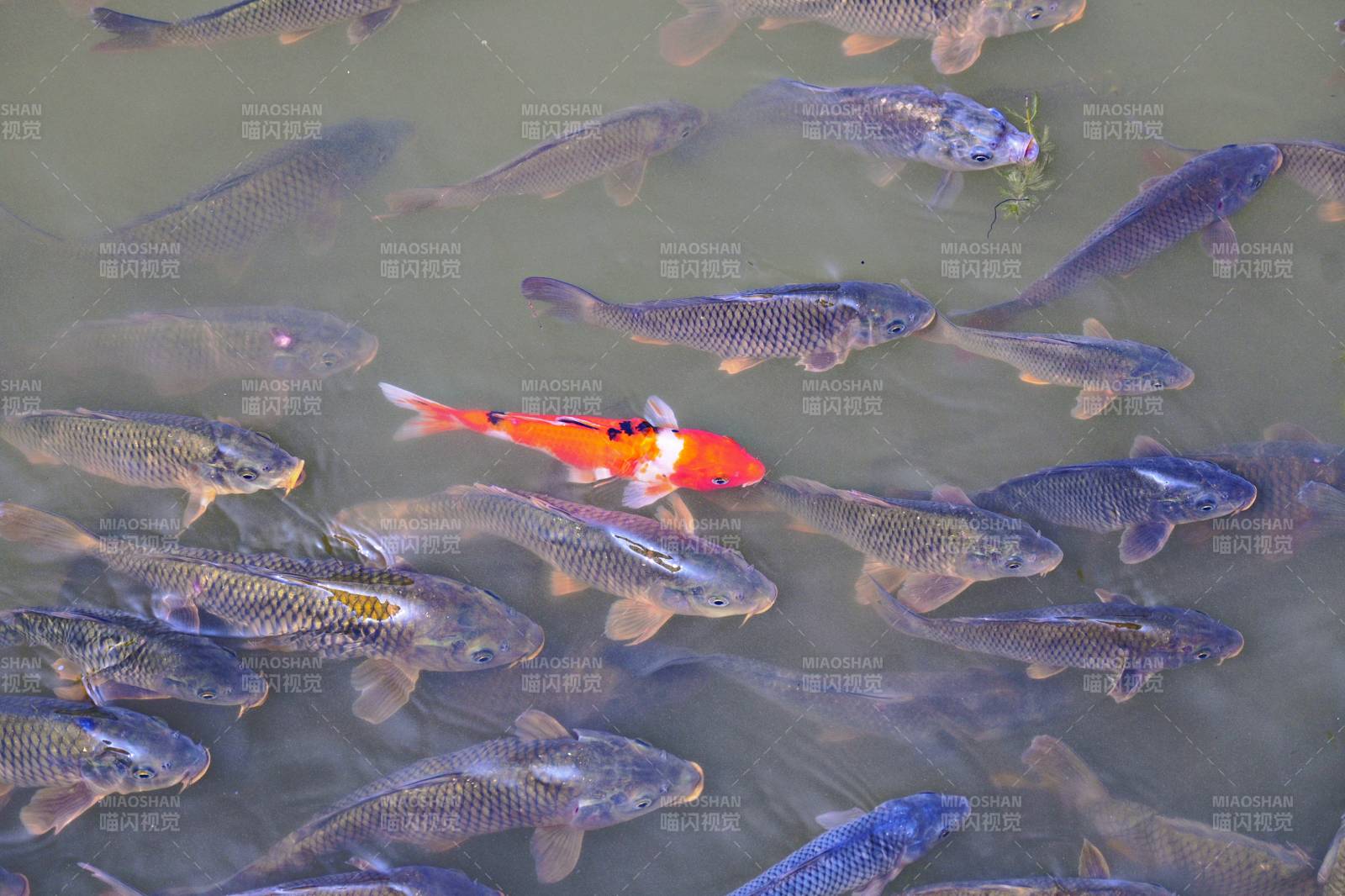 锦鲤游弋水中图片