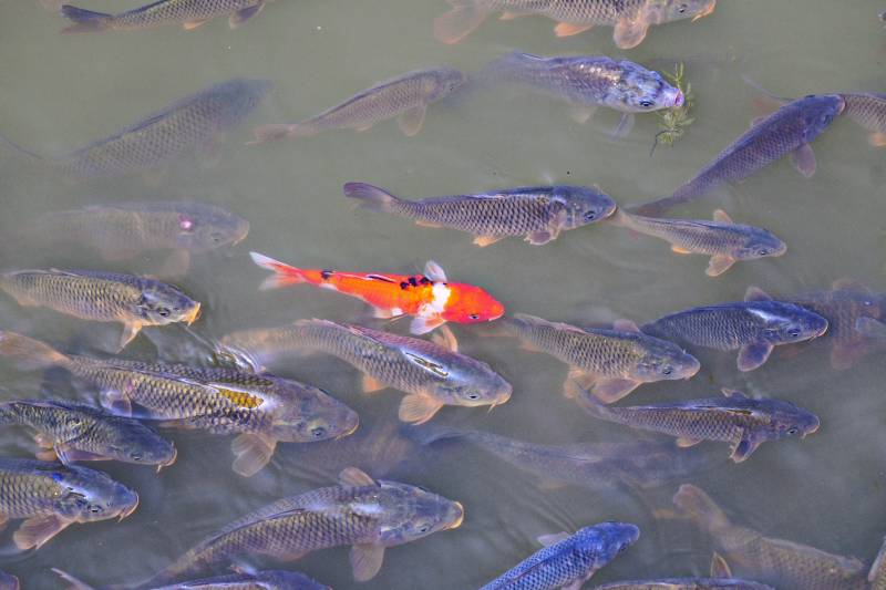 锦鲤游弋水中图片