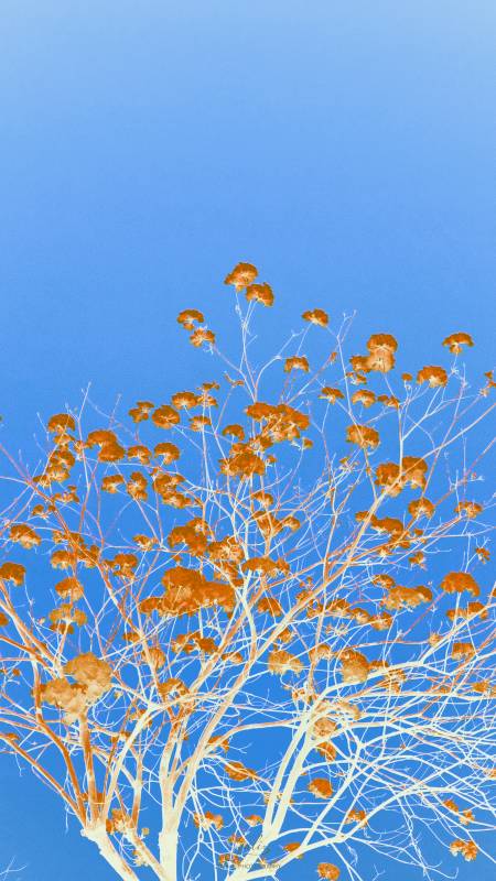 秋树映蓝天图片