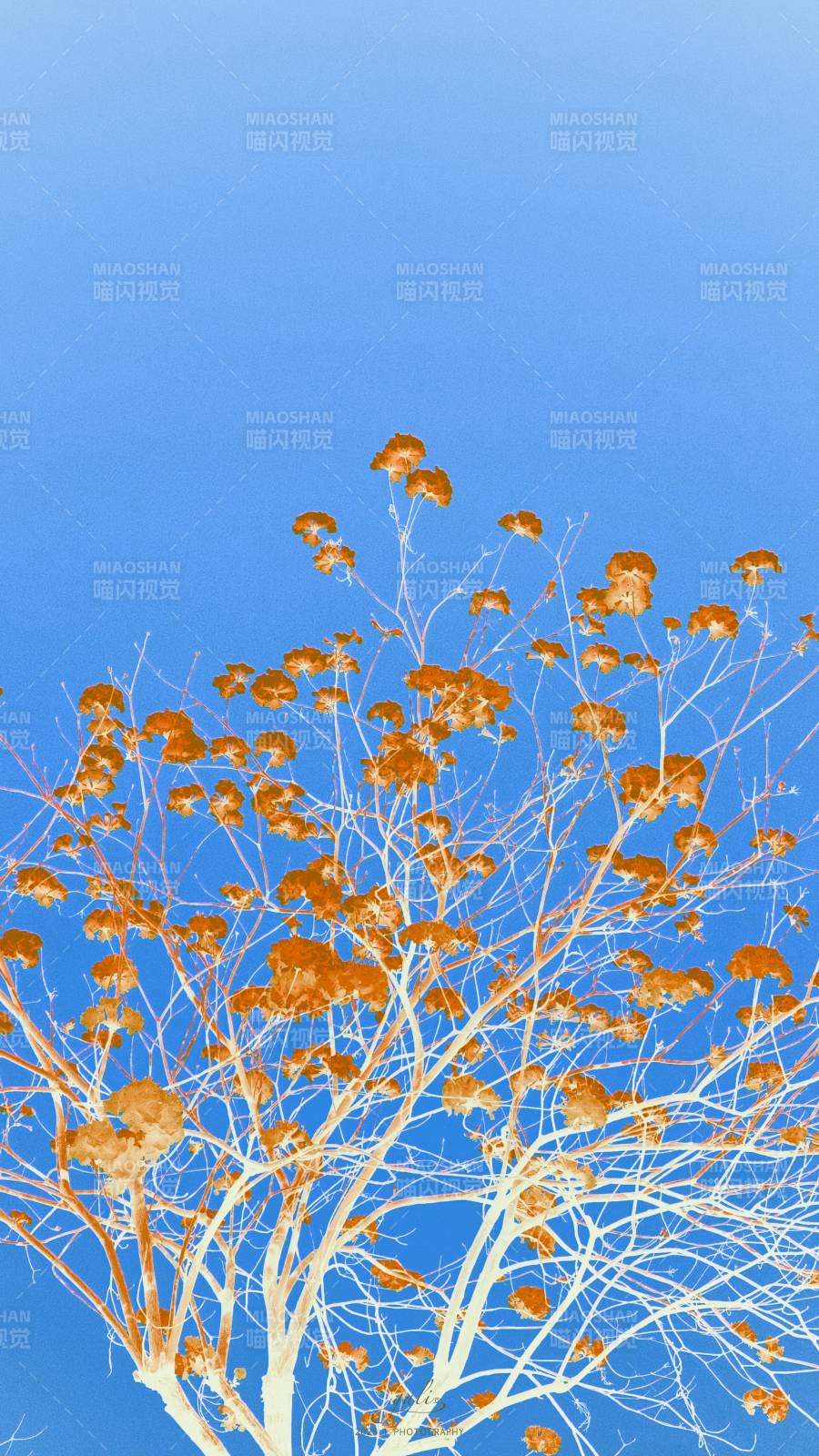 秋树映蓝天图片