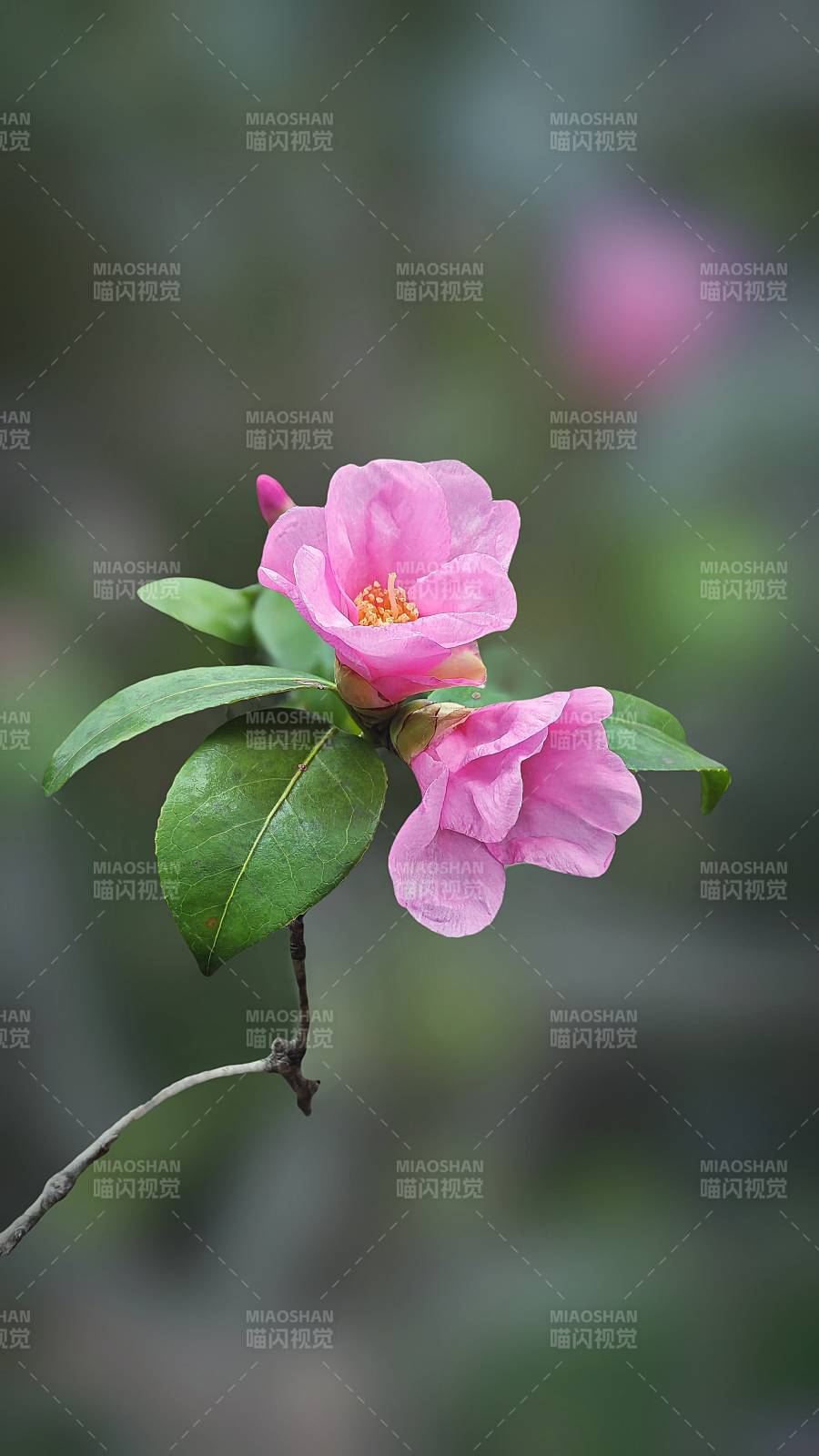 粉花绽放枝头图片