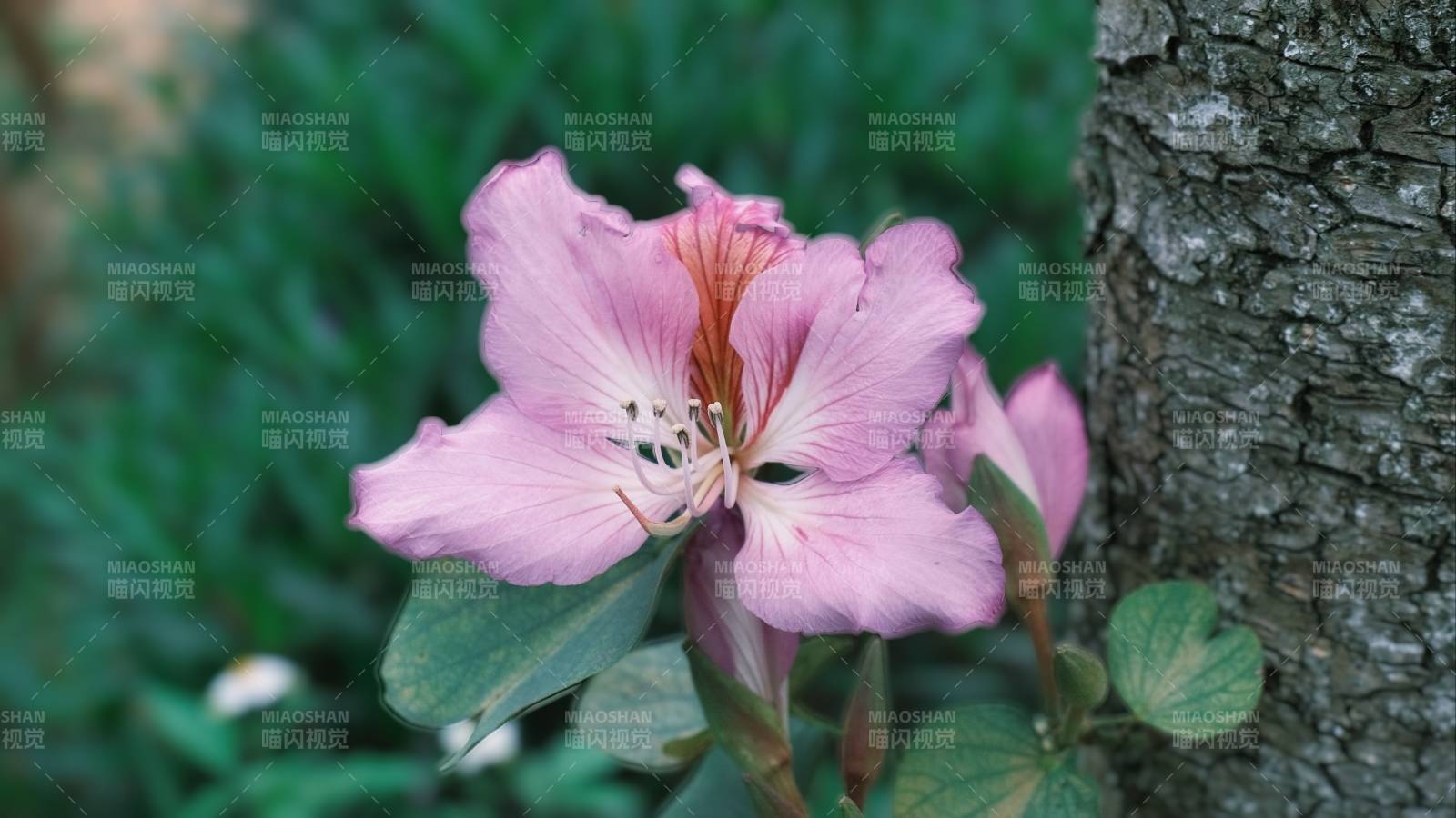 粉花依树绽放图片